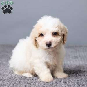 Kaiden, Bich-Poo Puppy
